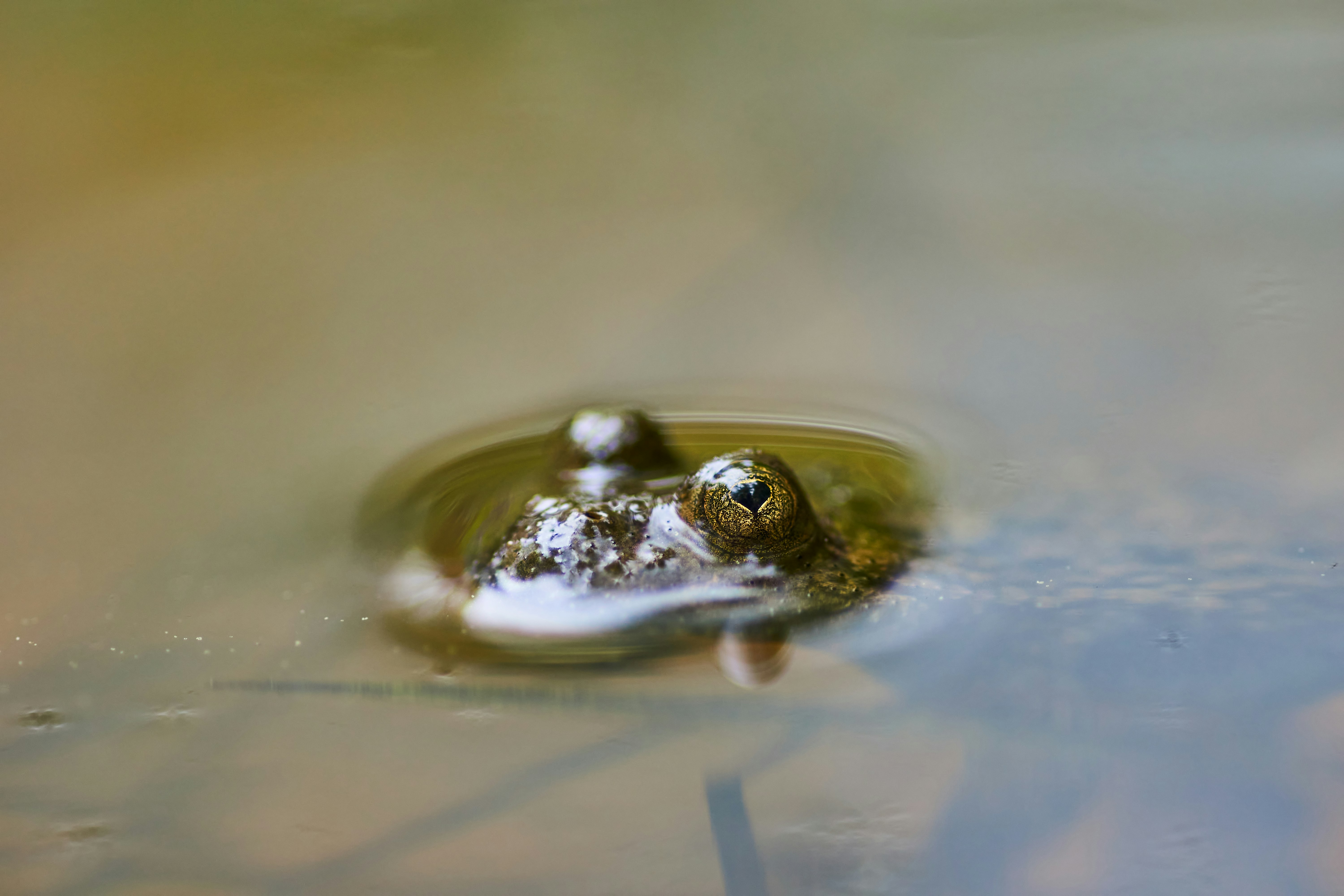 black frog on body of water